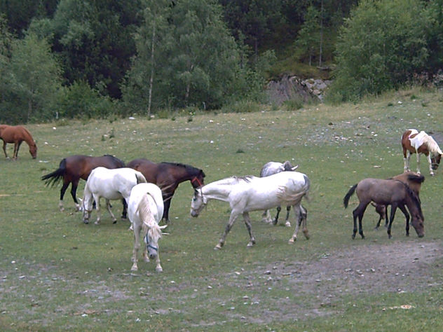 Caballos