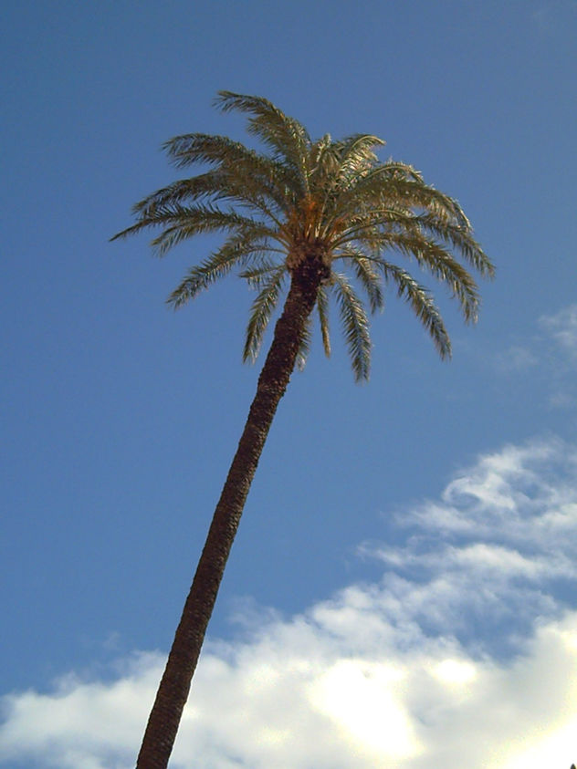 PALMERA  EN  SITGES
