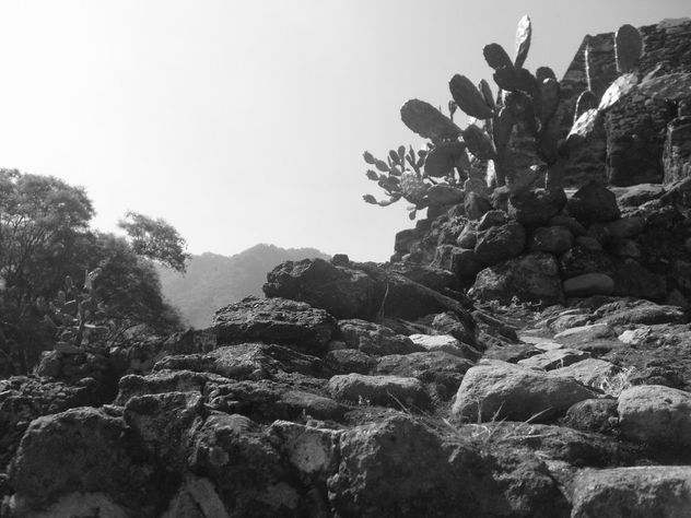 NOPALES