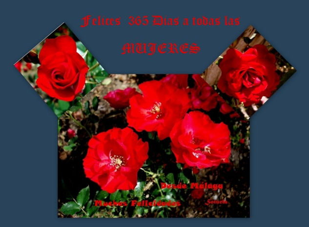 ROSAS ROJAS 