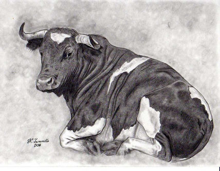 Toro acostado