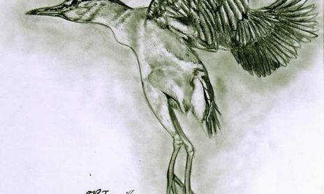 Aves