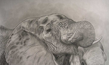 Animales africanos