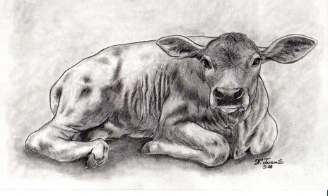 Animales de Granja