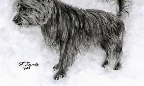 Otros Animales