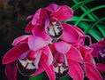 cymbiduim (orquidea)