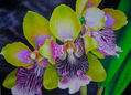 odontoglosum (orquidea)