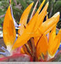 FOTOGRAFIA   DIGITAL  ,   FLORES DE   STERLIZIA