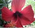 MACRO  FOTO    DIGITAL  DE   HIBISCUS,VISITADO POR   2  HORMIGUITAS