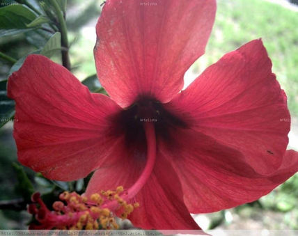 Macro  foto...