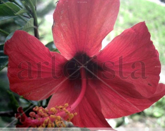 MACRO  FOTO    DIGITAL  DE   HIBISCUS,VISITADO POR   2  HORMIGUITAS Naturaleza Color (Digital)