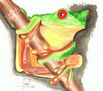 Rana Colombiana