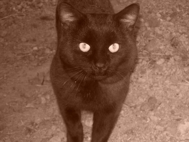 gato