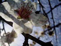 Flor de almendro