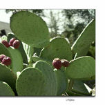 Bodegones thumbnail 2