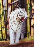 tigre de bengala