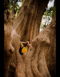 Arbol y fotógrafo