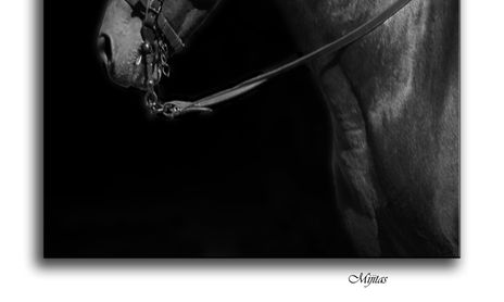 Animales