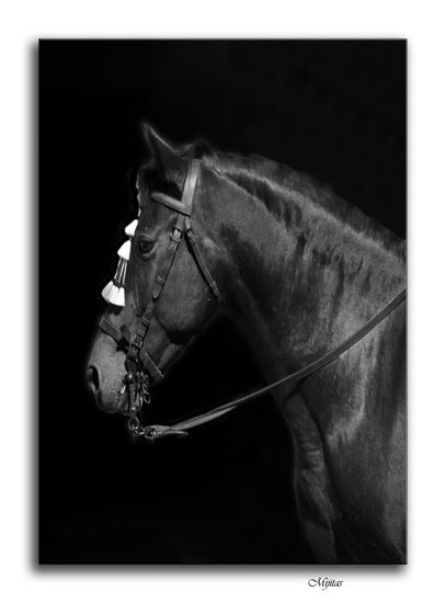 Caballo Portrait Black and White (Digital)