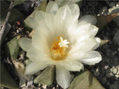 Flor de Ariocarpus retosus