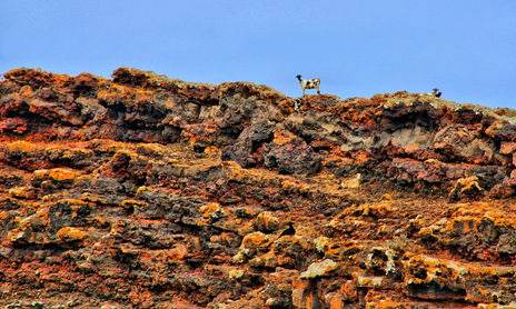 Animales