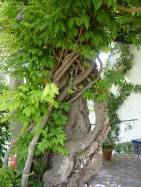 Árbol retorcido