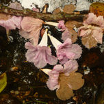 flora thumbnail 1