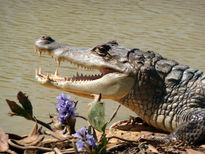 Caiman crocodilus