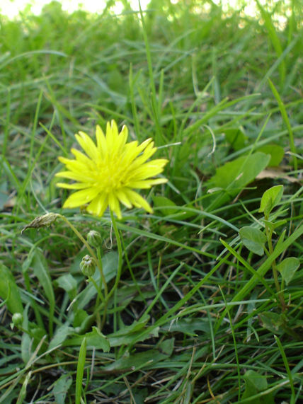 Flor