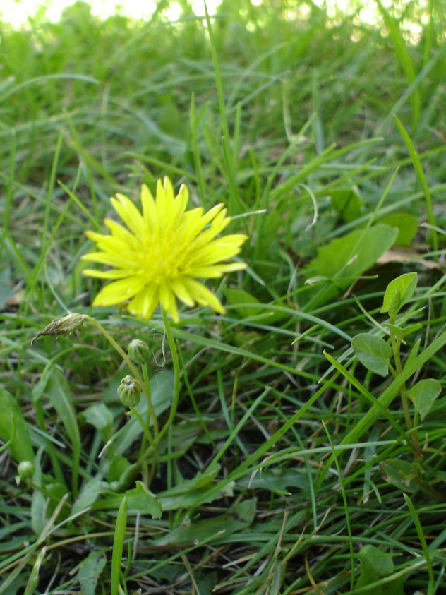 flor
