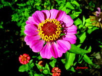 Zinnia