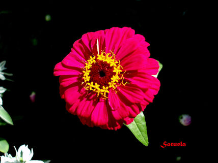 Zinnia