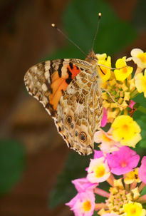 Mariposa bebiendo