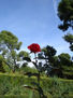 la rosa