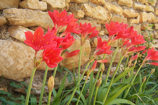 COLORES EN LA NATURALEZA 