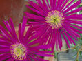COLORES EN LA NATURALEZA