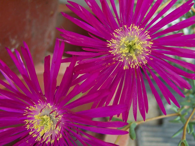 COLORES EN LA NATURALEZA 