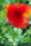 COLORES EN LA NATURALEZA