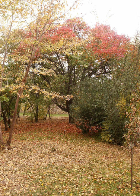 Otoño colores