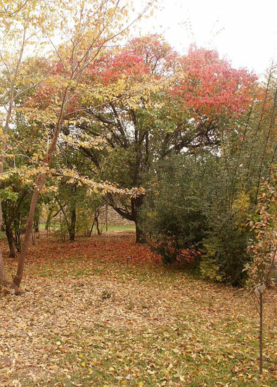 otoño colores Nature Color (Digital)