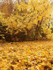 Otoño amarillo