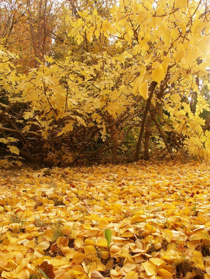 otoño amarillo Nature Color (Digital)