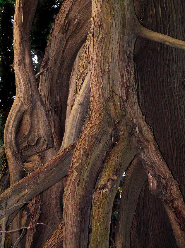 formas de árboles