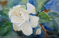 Gardenia