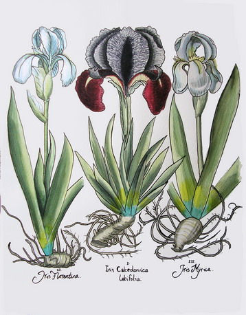 Iris Acuarela Papel Floral