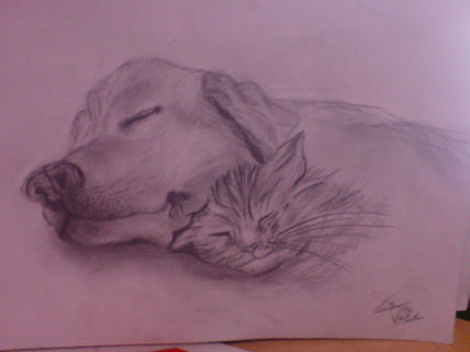 Peero y gato