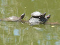 Tortugas al sol 2