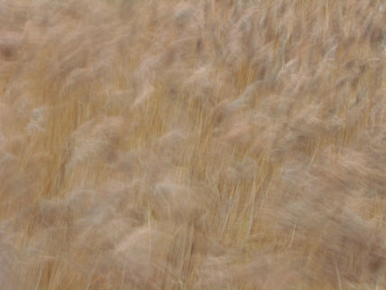 Viento