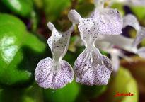 Flores diminutas macro