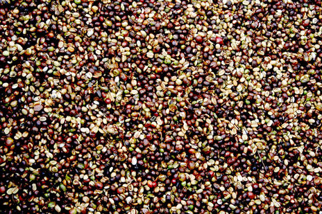 Granos de café